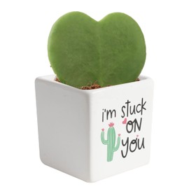 Costa Farms Costa Farms Hoya Heart Live Plant, Succulent-Like Houseplant in Cute Decor Plant Pot, Potting Soil, 5-Inches Tall | Valentines Day Gift | Valentines Day Decoration