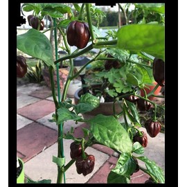 Chocolate Scotch Bonnet 20 Seeds Jamaican Hot Pepper Heirloom Rare