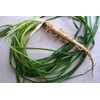 NIKA SEEDS - Vegetable Oat Root Salsify - 100 Seeds