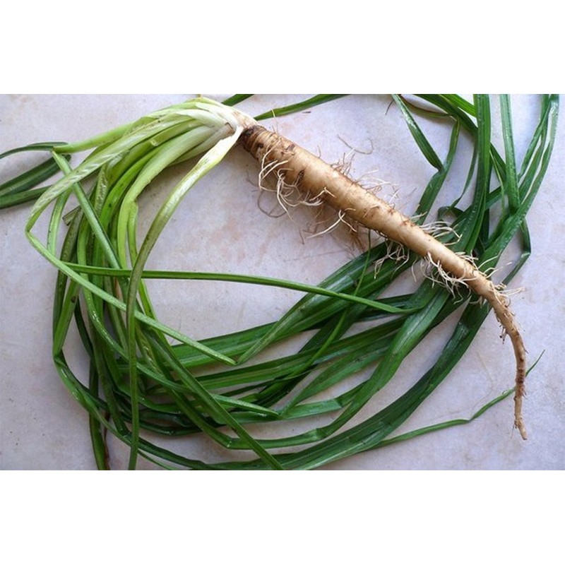 NIKA SEEDS - Vegetable Oat Root Salsify - 100 Seeds