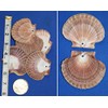 Pack of 50 Mexian Flats Seashells 2 3/4" - 3