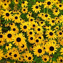 Black Eyed Susan Flower Seeds - 300+ Perennial Black Eyed Susan Flower Seeds - Non-GMO Flower Seeds - Attracts Pollinators