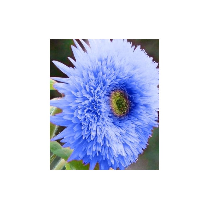 Purple Giant Teddy Bear Sunflower Seeds - 100 Pcs- Attracts