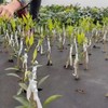 YUFDA 2 Pcs Plant Tape,Parafilm Grafting Tape for Fruit Trees,Floral