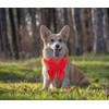 THAIN Pet Collar, Dog Collar, Dog Collar, For Small, Medium,