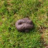 Big Mouth Toys Dog Poop HIDE-A-KEY Big Mouth Spare Key