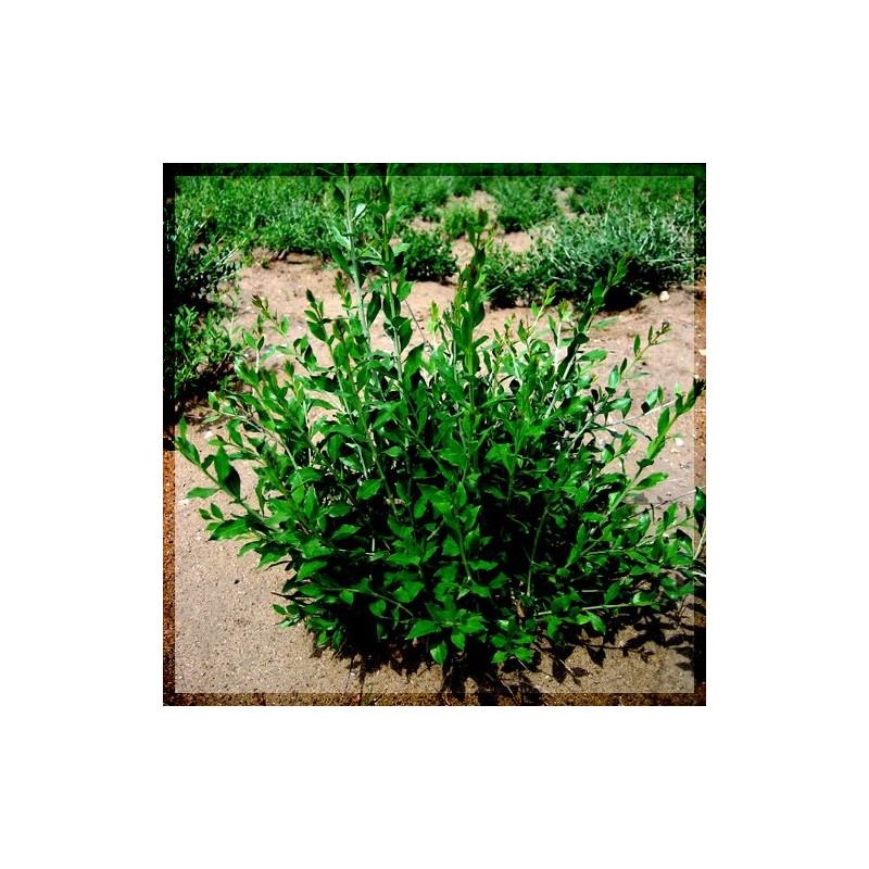 Kanoko no Herbalgena Conditioner, 8.5 fl oz (250 ml)