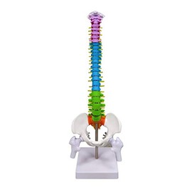 Ultrassist Miniature Human Spine Model, 15.5" Mini Color Coded Spinal Cord with Herniated Disk, Nerves, Arteries, Pelvis and Femur Stumps for Med Students and Chiropractors, Includes Stand