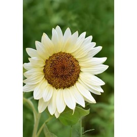 Procut White Nite Sunflower Autumn Cut Flowers Premium Seeds for Planting Packet
