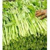 Seed-Top 100+ Seed Water Spinach White for Yard & Garden