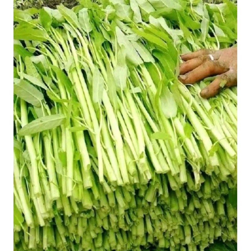 Seed-Top 100+ Seed Water Spinach White for Yard & Garden