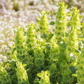 Eden Brothers Bells of Ireland Seeds