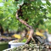 Brussel's Bonsai Live Chinese Sweet Plum Bonsai Tree - 5