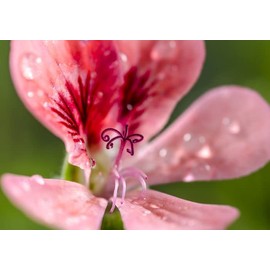 Flora Aromatics Flora Aromatics 100% Geranium Rose Essential Oil 0.5 fl oz/15 ml