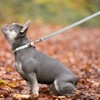 HUGO & HUDSON Tweed Dog Lead with Padded Handle -