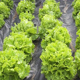 NIKA SEEDS - Seeds Vegetable Indoor Leaf Lettuce Four Seasons 25 Days Heirloom for Salads - 1000 Seeds