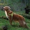 DOCO No-Pull Dog Harness Halter - Reflective, Easy-Control Harness -