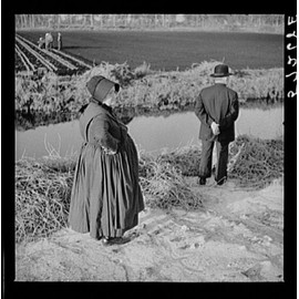 HistoricalFindings Photo: Amish Farmers,Sarasota,Florida,FL,Farm Security Administration,Wolcott,FSA