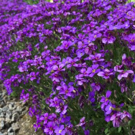 Flowers Purple Rock Cress Seeds | Perennial Aubrieta Groundcover - Bulk - 400+