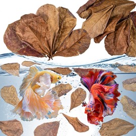 Sukh 30 Indian Almond Leaves for Betta - Large Catappa Aquariums Almond Water Conditioner Aquarium Shrimp Tank Betta Tank Decorations Leaf Hammock Fish Tank Accessories