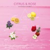 SIRTFL CC Treatment, Moist 13.5 fl oz (400 ml) (Rose