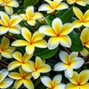 Live Tropical Yellow Plumeria Plant Cuttings, 10 Inches Long No