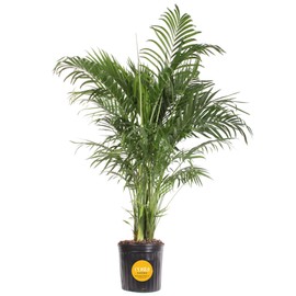 Costa Farms Cat Palm Live Plant in Plastic Pot, Large Indoor Houseplant, Perfect for Home, Room, or Office Decor, Great House Warming or Birthday Gift, 3-4 Feet Tall