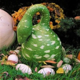 Sunshine Master 5+ Gooseneck Bottle Gourd Seeds Garden HEIRLOOM NON-GMO USA SELLER FREE SHIPPING - 5 Seeds
