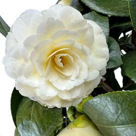 Blooming & Beautiful - Lemon Glow Camellia - 3 Gal - Evergreen Shrub - Soft Lemon Yellow Creamy Butter Blooms - Winter Spring - Cold Hardy - Zones 6-9 – Camellia Japonica ‘Lemon Glow’ - 3 Gallon Pot