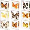 9 Pieces Real Butterfly Specimens Set Resin Butterfly Paperweight Square