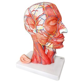 EVOTECH SCIENTIFIC Human Half Head Superficial Neurovascular Model with Musculature, Life Size Anatomical Head Skull and Brain Model for Medical Science Teaching Learning Education Display