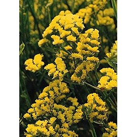 Statice Qis Yellow Seed