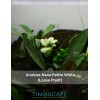 Anubias Nana Petite White Rare Live Aquarium Plant, Premium Fish