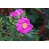 CZ Grain 30 Woods Rose Seeds for Planting Rosa woodsii
