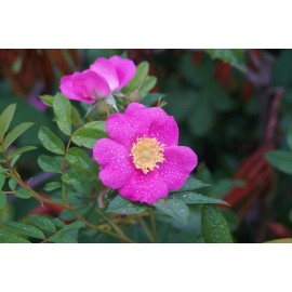 CZ Grain 30 Woods Rose Seeds for Planting Rosa woodsii - Grow Wild Rose Bushes