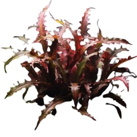 1/3/5 Potted Wendtii Red Crypt (Cryptocoryne Wendtii 'Red') by Shore Aquatic - Perfect for Adding Vibrant Highlights to Aquariums (5 Pack)