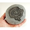Carved Stone Dinosaur Fossil - Great for Teaching Science and