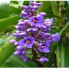 Hawaiian Blue (polu) Dichorisandra Thyrsiflora Ginger Plant Roots 2 Pack