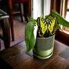 Fungus Gnat & Fruit Fly Trap Stakes: Hide Sticky Traps