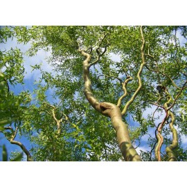 live plant Corkscrew Willow Tree Twisted limbs, 1 year old plant, 12-20 inches tall