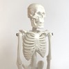 Cranstein A-134 Small Mini Skeleton Model 20 cm
