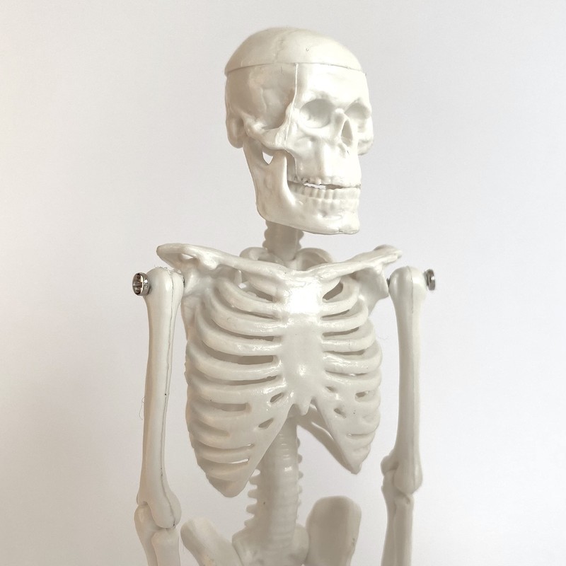 Cranstein A-134 Small Mini Skeleton Model 20 cm