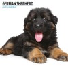 German Shepherd 2025 Modern Calendar