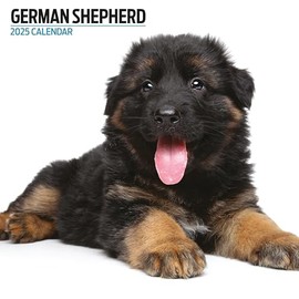 German Shepherd 2025 Modern Calendar