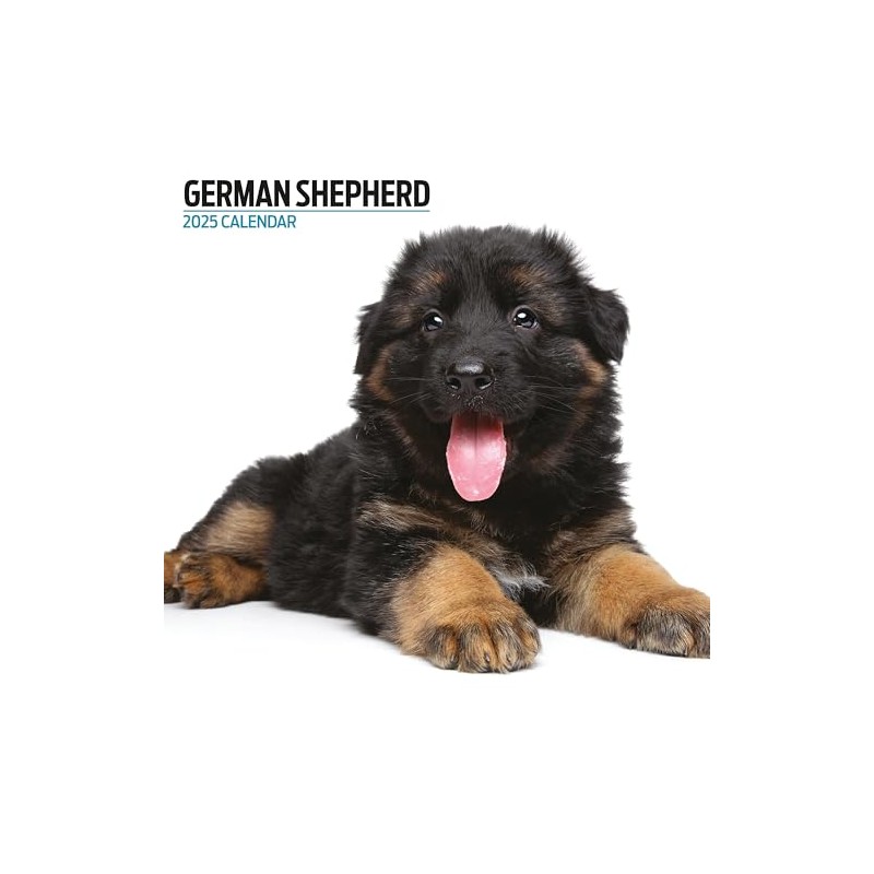 German Shepherd 2025 Modern Calendar