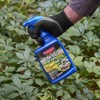 BioAdvanced Brush Killer Plus, Ready-to-Use, 24 oz