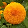 Helianthus Annuus 'Dwarf Sungold' Sunflower, Dwarf Double - Dwarf Sungold