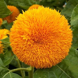 Helianthus Annuus 'Dwarf Sungold' Sunflower, Dwarf Double - Dwarf Sungold (Teddy Bear) Flower Seeds, Easy to Grow, Seeds by MySeeds.Co, You Choose The Amount (1 oz)