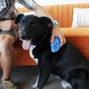 KONG - Zoom Groom Dog Brush, Groom and Massage While