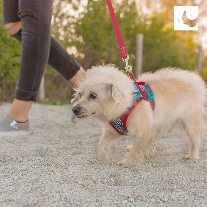 RC Pets Patterned Step in Cirque Harness | Breathable Mesh